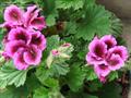 Pelargonium domesticum